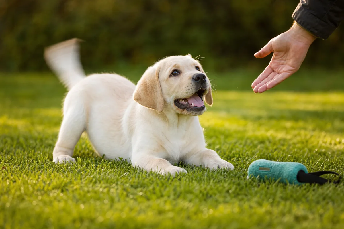 Illustration générique d’un jeu d’apprentissage avec un jeune chien