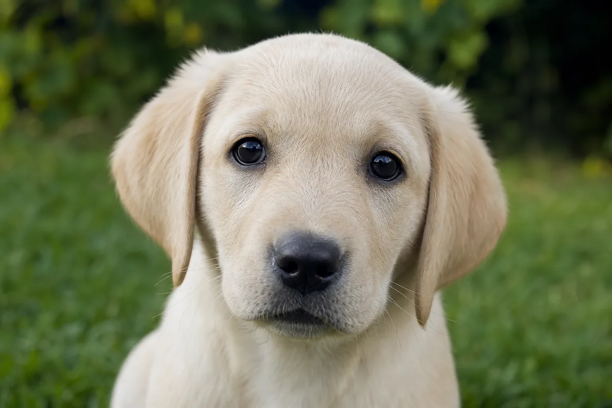 Illustration générique d’un jeune chien observant calmement son environnement