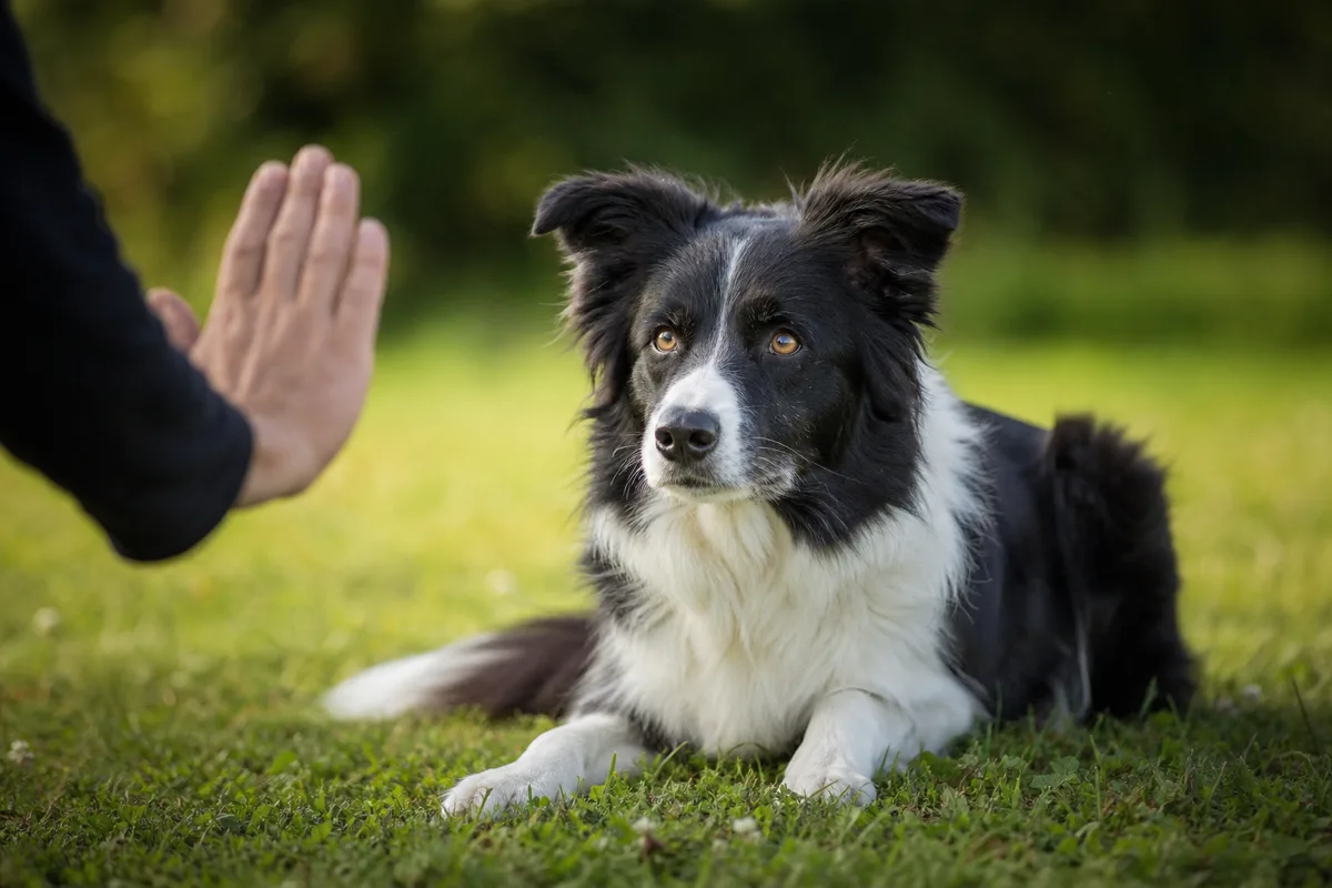 Illustration générique d’un geste de communication avec un chien